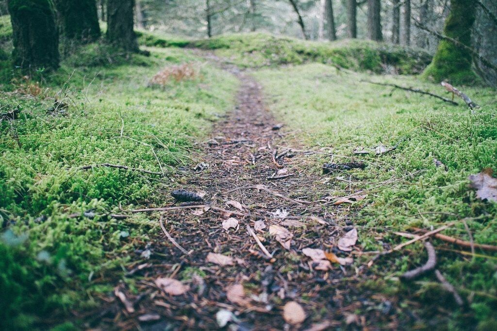 Photo of a mossy forest path, fading in the distance